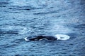 Whale watching before Unalaska Island, Aleutian Islands, United States