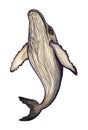 Whale watercolor pencils illustration. Spirit animal, wisdom holder