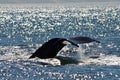 Whale's fluke submerging with water dripping off the edge of its tail, Monterey Bay, California Royalty Free Stock Photo