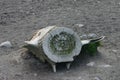 Whalebone on Antarctic beach