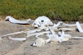 Whalebones on the bay of San Ignacio Lagoon, Baja California, Mexico Royalty Free Stock Photo