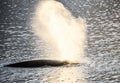 Whales in Antarctica in winter