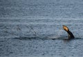 Whales in Antarctica in winter