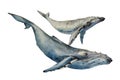 Whales big humpback with baby cub whale watercolor art illustration on white background Royalty Free Stock Photo