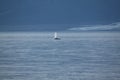 Whales blowing near Pond Inlet, Nunavut Royalty Free Stock Photo