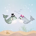 Whales couple in love