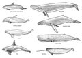 Whales, dolphins collection illustration, drawing, engraving, ink, line art, vector