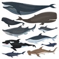 Whales, dolphins sharks and other nautical mammals animals