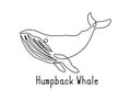 Single continuous line drawing of humpback whale for marine company logo identity