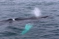 Whales game in a cold sea water near Iceland shore Royalty Free Stock Photo