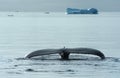 Whales in Greenland 2