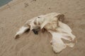 Whales head on beach on Chappy Island, MV