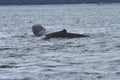 Whales in inside passage, Alaska Royalty Free Stock Photo