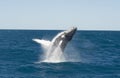 Humpback whale jumping out of the water Royalty Free Stock Photo
