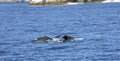 Whales in the Kenai Fjords Nat. Park, Kenai Peninsula, Alaska, United States Royalty Free Stock Photo