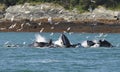 Whales lunch time Royalty Free Stock Photo