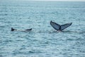 Beautiful whale tails of pair Royalty Free Stock Photo