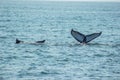 Beautiful whale tails of pair