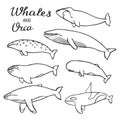 Whales and orca set. Hand-drawn cartoon collection of sea mammals - killer, sperm, blue, humpback, grey, fin, bowhead