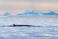 Whales pass a bay with melting icebergs nearby of Greenland shoreline