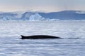 Whales pass a bay with melting icebergs nearby of Greenland shoreline