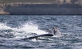 Whales in Peninsula Valdes, Patagonia, Puerto Madryn. Royalty Free Stock Photo