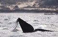 Whales in Peninsula Valdes, Patagonia, Puerto Madryn. Royalty Free Stock Photo