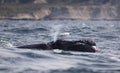 Whales in Peninsula Valdes, Patagonia, Puerto Madryn. Royalty Free Stock Photo