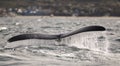 Whales in Peninsula Valdes, Patagonia, Puerto Madryn. Royalty Free Stock Photo