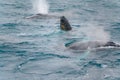 Fin whales or finback whales playing together in water of South Atlantic Ocean, Antarctica at dawn. Royalty Free Stock Photo