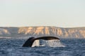 Whales in Puerto Piramides, Patagonia Argentina.