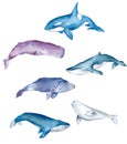Whales Sea Animals Dolphin Ocean Blue Watercolor Hand Drawn Illustration Isolated. Watercolor set sea animals