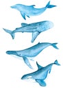 Whales Sea Animals Dolphin Ocean Blue Watercolor Hand Drawn Illustration Isolated. Watercolor set sea animals Royalty Free Stock Photo