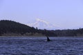 Whales spoting at the orca island washington