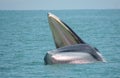 Whales of Thais Gulf Royalty Free Stock Photo