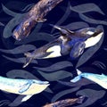 Whales variety: Blue, Killer Whale or Orca and Sperm or Cachalot, hand painted watercolor illustration, seamless pattern on dark Royalty Free Stock Photo