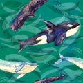 Whales variety: Blue, Killer Whale or Orca and Sperm or Cachalot, hand painted watercolor illustration, seamless pattern on green Royalty Free Stock Photo