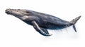 Whales on white background, they are a widely distributed and diverse group of fully aquatic placental marine mammals