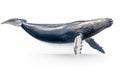 Whales on white background, they are a widely distributed and diverse group of fully aquatic placental marine mammals Royalty Free Stock Photo