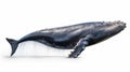 Whales on white background, they are a widely distributed and diverse group of fully aquatic placental marine mammals Royalty Free Stock Photo