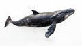 Whales on white background, they are a widely distributed and diverse group of fully aquatic placental marine mammals