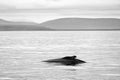 Whale watching in Skjalfandi bay.