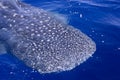 Whaleshark Royalty Free Stock Photo