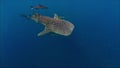 Whaleshark from above