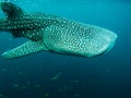 Whaleshark at derawan island, indonesia Royalty Free Stock Photo