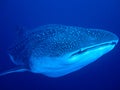 Whaleshark, Worlds Biggest Fish Royalty Free Stock Photo