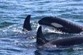 Whalewatch- killer whale of 3 at resurrection bay Royalty Free Stock Photo