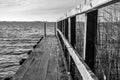 Wharf or jetty extending out over a lake with reeds to one side in black and white Royalty Free Stock Photo