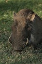 Wharthog grazing, South Africa