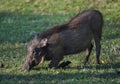 Wharthog grazing, South Africa